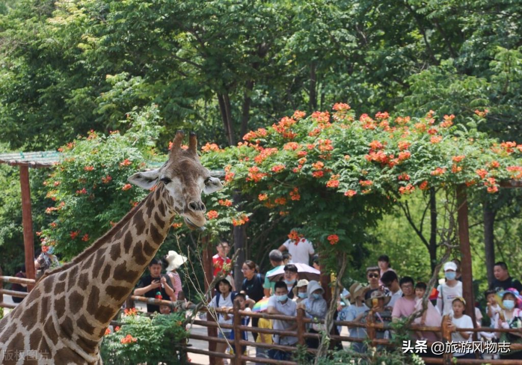 山东旅游景点大全景点排名(10个山东游玩必去的地方) 山东旅游景点大全景点排名(10个山东游玩必去的地方)