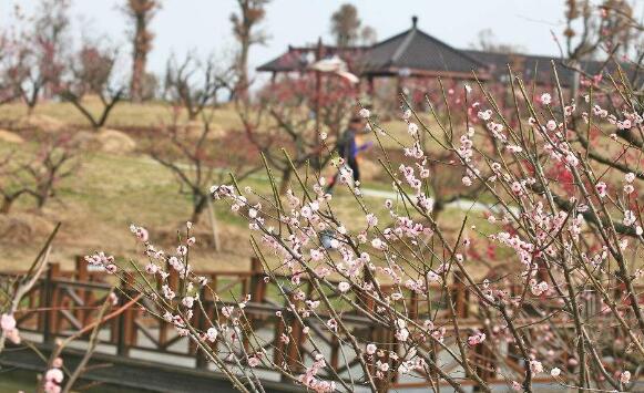 盐城旅游景点大全排名(盐城旅游必去十大景点) 盐城旅游景点大全排名(盐城旅游必去十大景点)