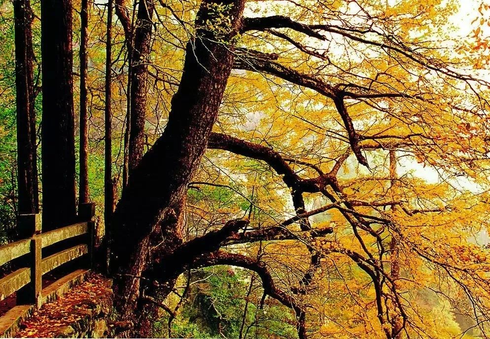 临安景点大全一日游