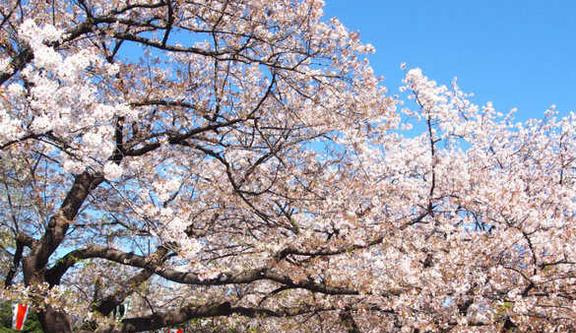 日本旅游必去十大景点（日本旅游著名景点介绍）