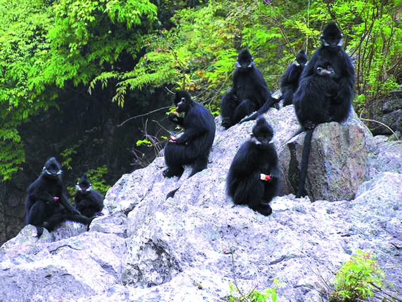 铜仁旅游攻略景点必去（贵州铜仁旅游十大景点排名）